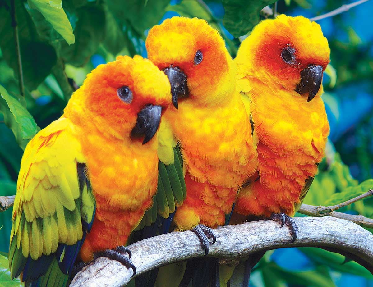 Fluffy Sun Conure Birds, a 100-piece Puzzle by Lafayette Puzzle Factory