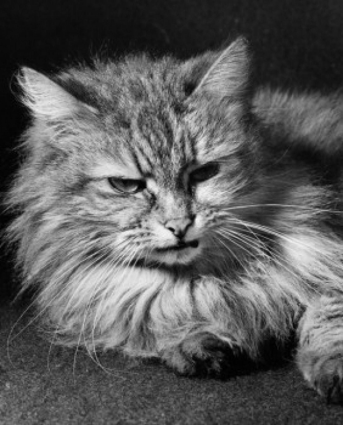 Fluffy cat lying down Canvas Art -  (24 x 36)