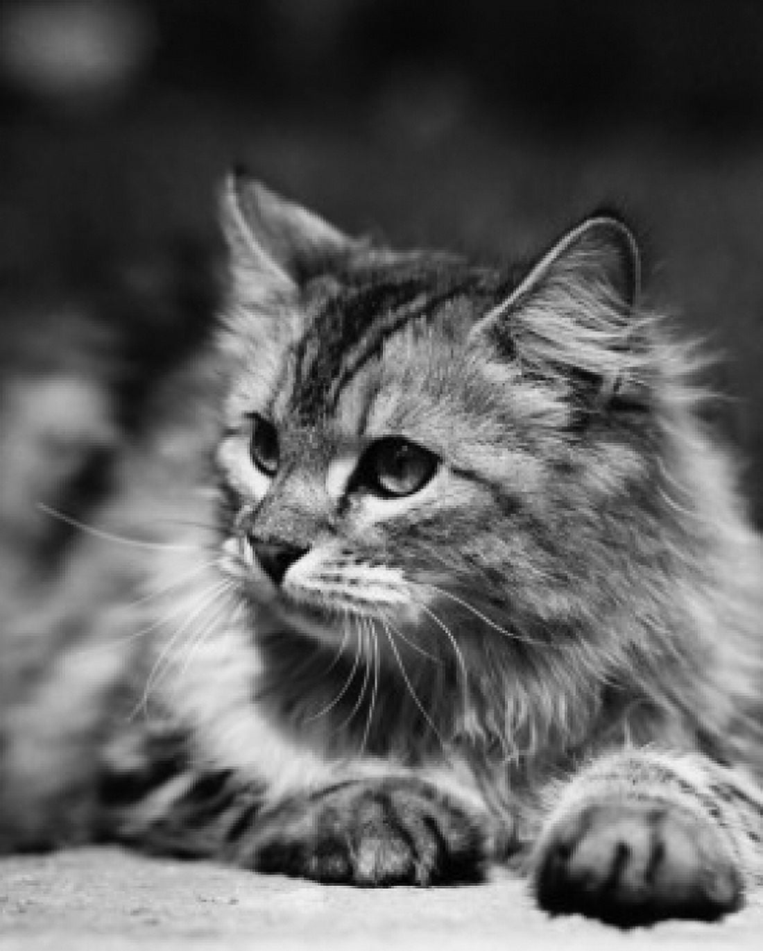 Fluffy cat lying down Canvas Art -  (24 x 36)