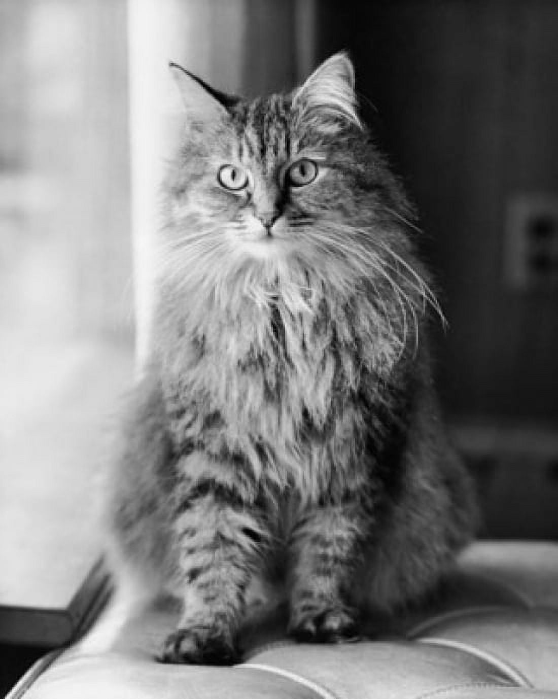Fluffy cat sitting near a window Canvas Art - (18 x 24)