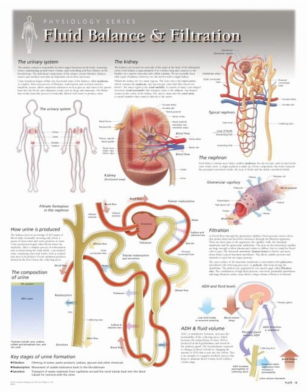 Fluid Balance & Filtration Wall Chart : 8260 (Wallchart)