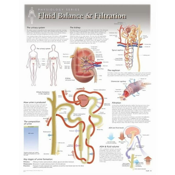 Fluid Balance & Filtration Wall Chart : 8260 (Wallchart)
