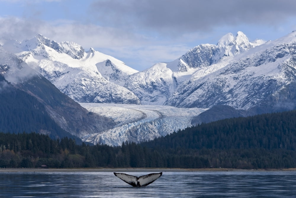 The Fluke Of A Humpback Whale Emerges Briefly From The Water Near Herbert Glacier Summer In Southeast Alaska Composite Canvas Art - John Hyde Design Pics (17 x 11)