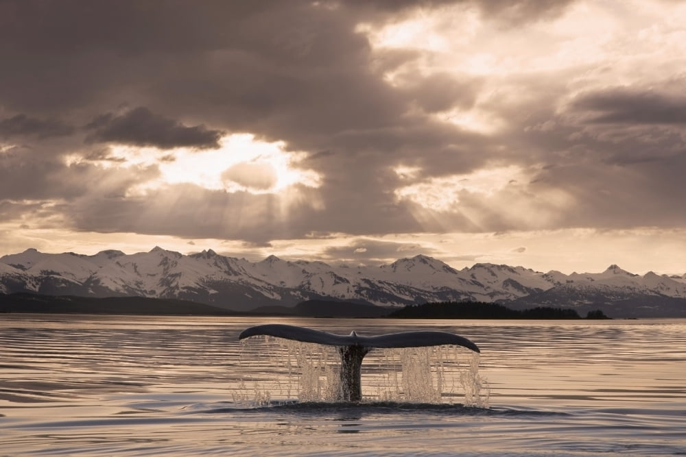 The Fluke Of A Humpback Whale Rises Out Of The Water As It Swims Toward The Setting Sun Summer In Southeast Alaska Canvas Art - John Hyde Design Pics (17 x 11)