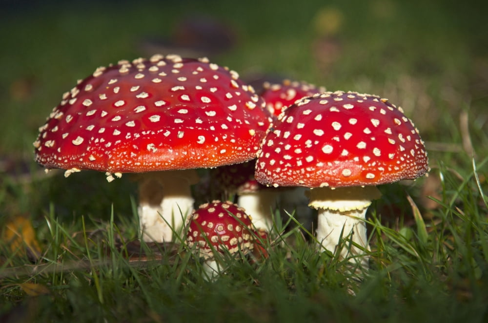 Fly Agaric (Amanita Muscaria) Mushrooms Growing In The Grass Northumberland England Canvas Art - John Short Design Pics (38 x 24)