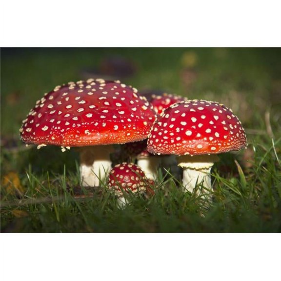 Fly Agaric - Amanita Muscaria Mushrooms Growing in The Grass - Northumberland England Poster Print - 19 x 12