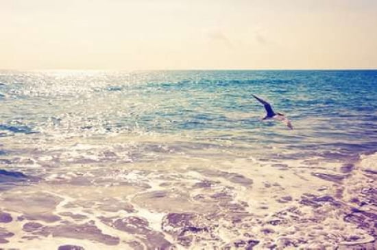 Fly Away Canvas Art - Susan Bryant (24X36)