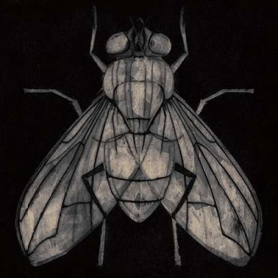 Fly Canvas Art - Barry Goodman (24 x 24)