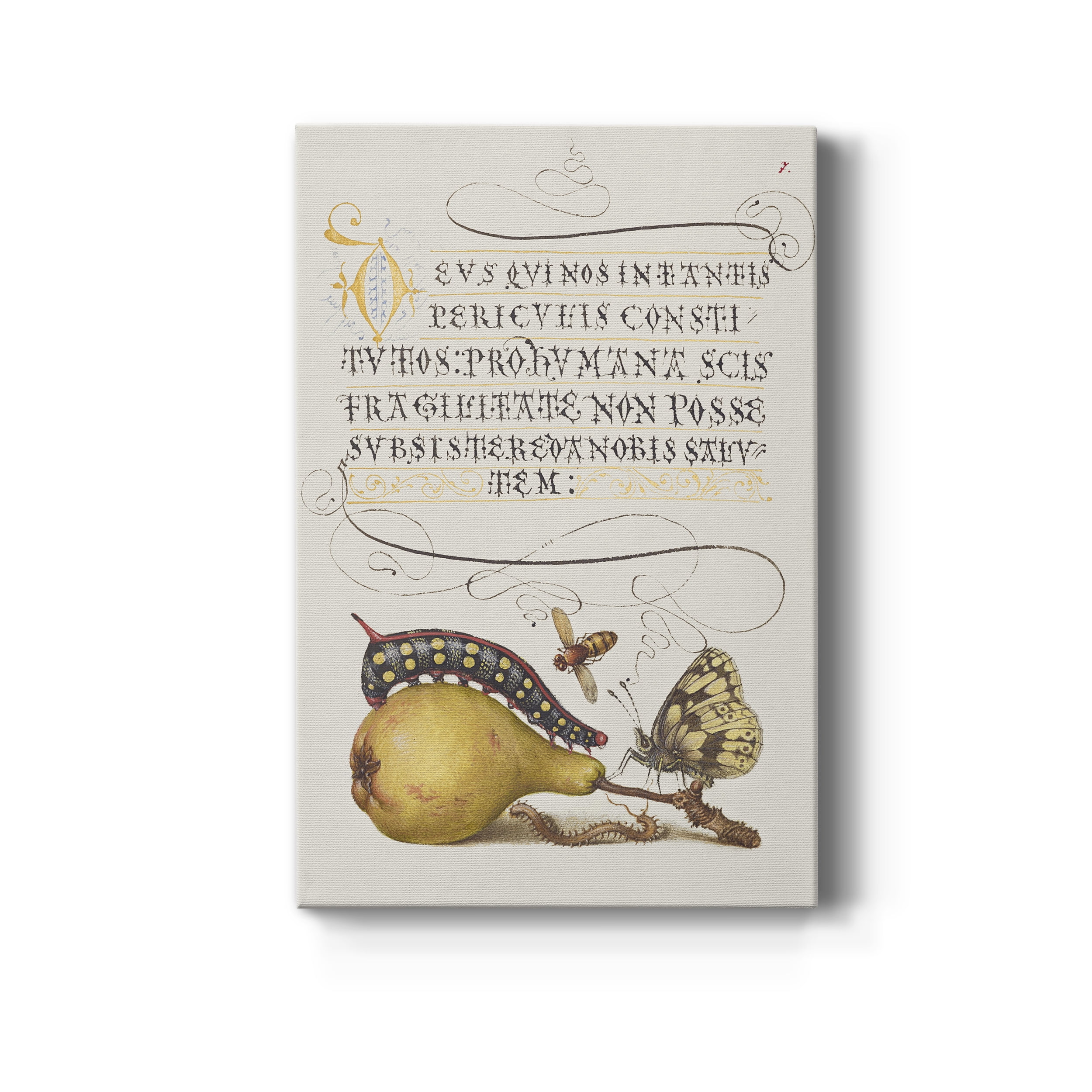 Fly, Caterpillar, Pear, and Centipede Premium Gallery Wrapped Canvas - Ready to Hang - 40 x 60