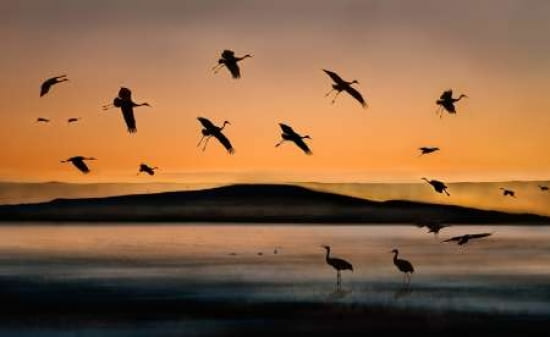 Fly-In At Sunset Canvas Art - Shenshen Dou (12 x 18)