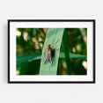 thumbnail image 1 of Fly on Plant Leaf 01 - Scranton Pennsylvania Photography Nature Botanical Insect Forest Scenic Black Framed Wall Art Print 24 x 36 inches, 1 of 4
