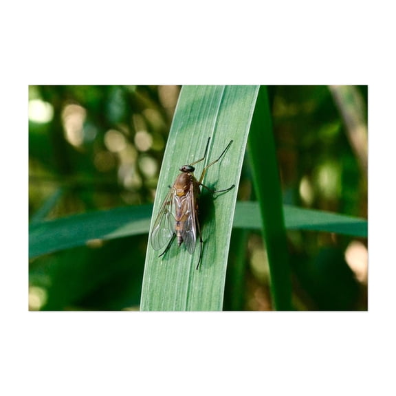 Fly on Plant Leaf 01 - Scranton Pennsylvania Photography Unframed Wall Art Print 20 x 30 inches