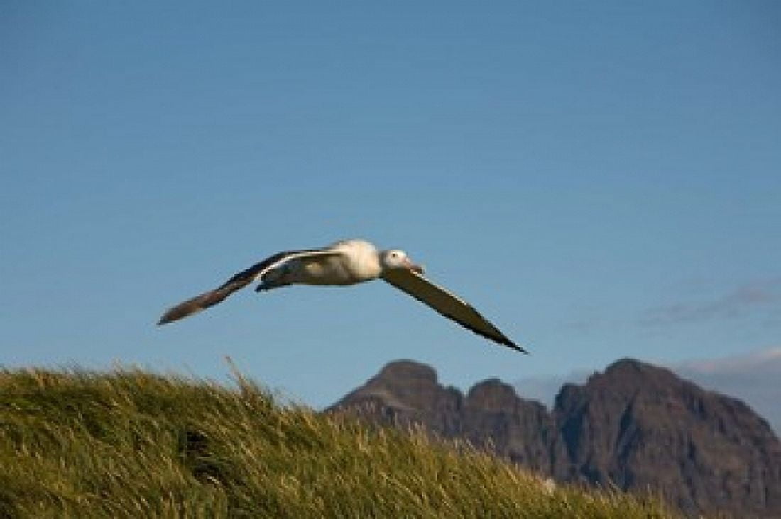Flying Albatross Canvas Art - Paul Souders DanitaDelimont (35 x 23)