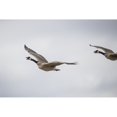 thumbnail image 1 of Flying Canadian Geese ; Val Marie  Saskatchewan  Canada by Robert Postma / Design Pics, 1 of 1