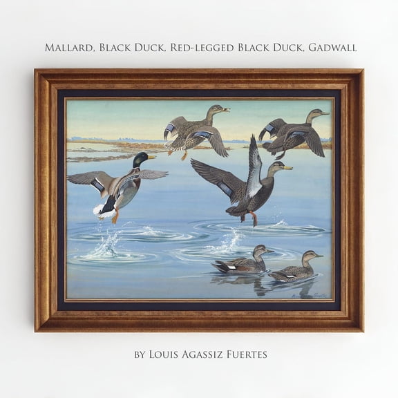 Flying Ducks Wall Art Mallard Wall Print Lake House Decor Vintage Duck Nursery, Unframed Paper Print