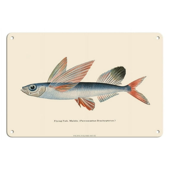 Flying Fish (Malolo) - The Waikiki Aquarium Hawaii - Vintage Hawaiian Color Postcard c.1905 - 8 x 12 inch Vintage Metal Tin Sign
