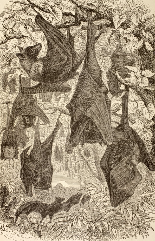 Flying Foxes Also Known As Fruit Bats From La Vida De Los Animales Published Spain Circa 1885 Canvas Art - Ken Welsh Design Pics (22 x 36)