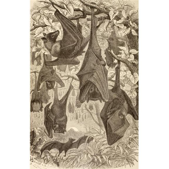Flying Foxes Also Known As Fruit Bats. From La Vida De Los Animales Published Spain Circa 1885. Poster Print