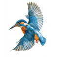 thumbnail image 1 of Flying Kingfisher Canvas Print，Cafe Hotel Hallway Dining Room Wall Decor, 1 of 8