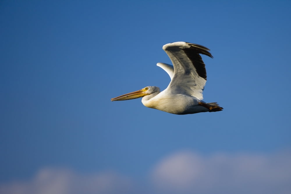 Flying Pelican Canvas Art - Richard Wear Design Pics (17 x 11)