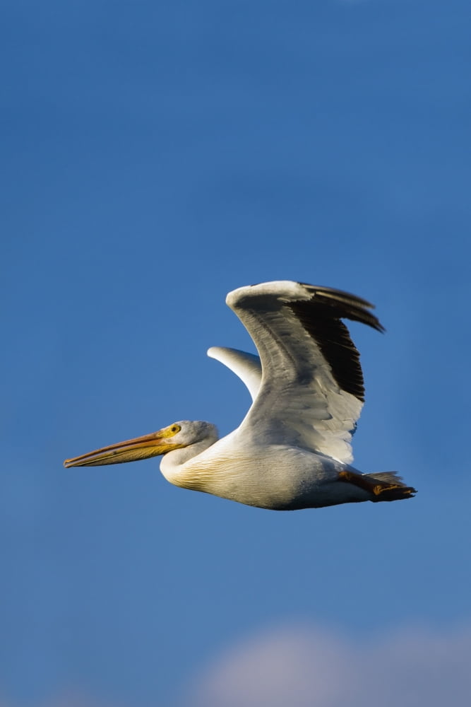 Flying Pelican Canvas Art - Richard Wear Design Pics (22 x 34)