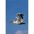 thumbnail image 1 of Flying Pelican Poster Print, 1 of 2