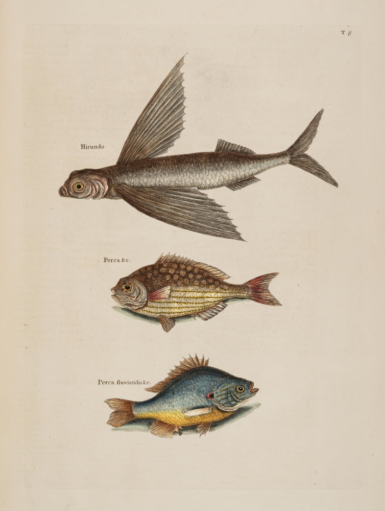 Flying Rudder Perch Canvas Art - Mark Catesby (24 x 36)