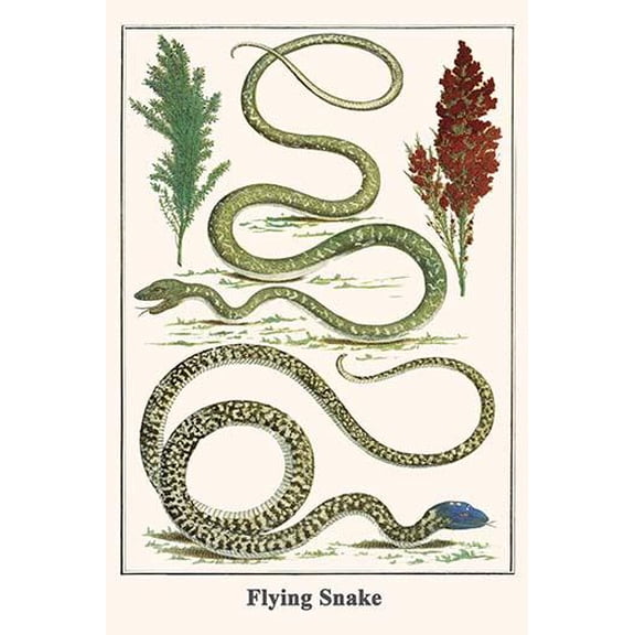 Flying Snake-Fine Art Canvas Print (20" x 30")