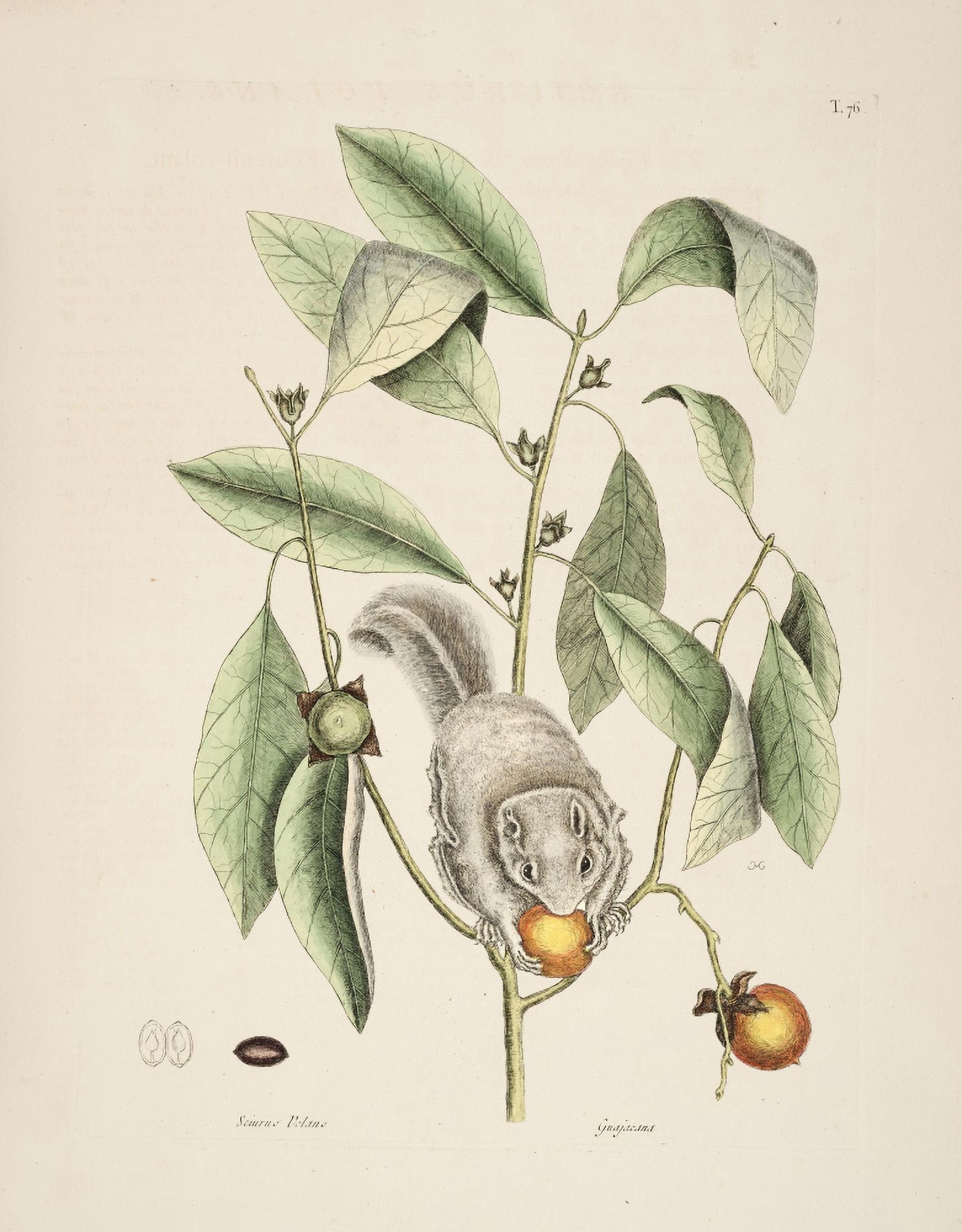 Flying Squirrel 1 Canvas Art - Mark Catesby (24 x 36)