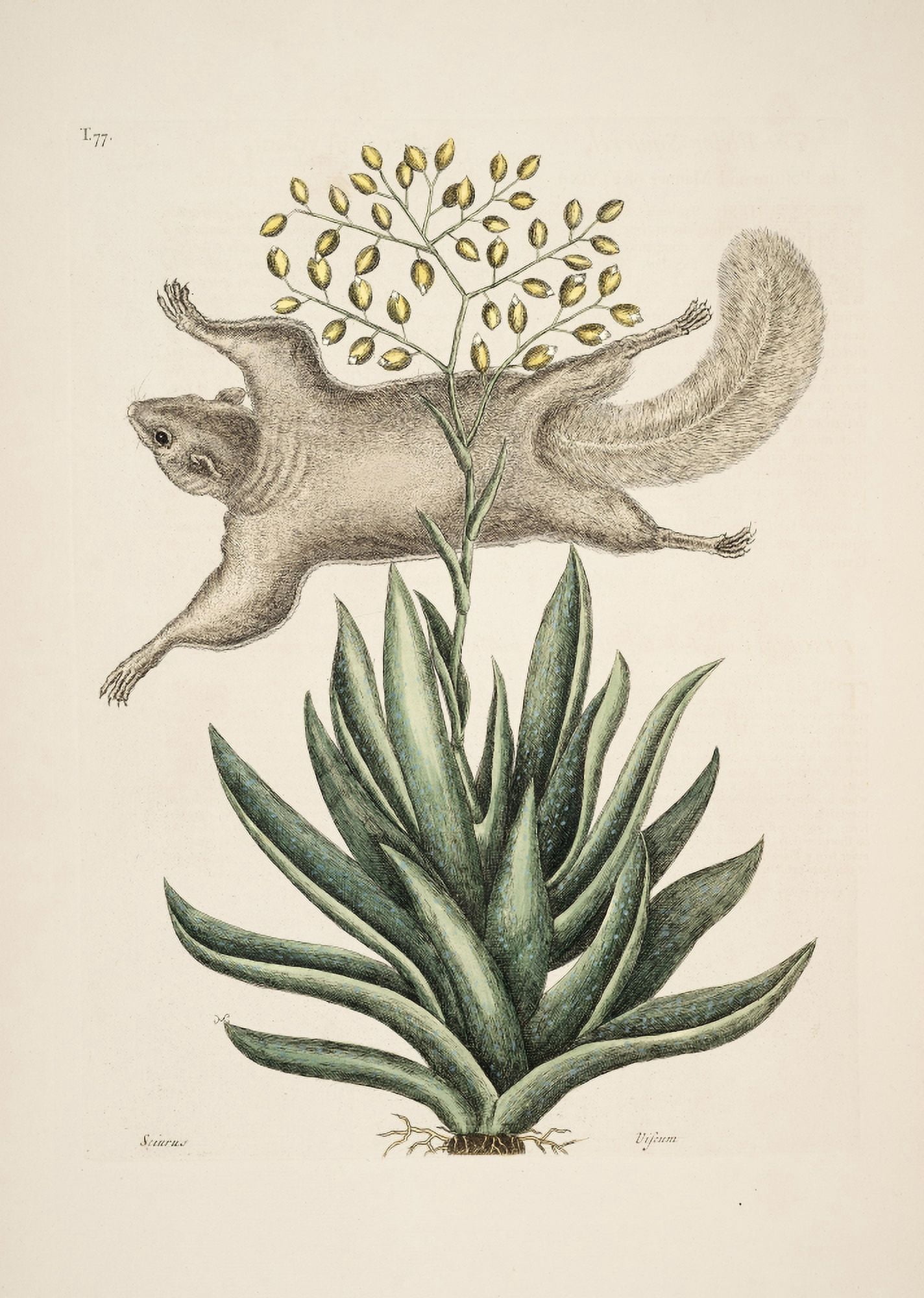 Flying Squirrel 2 Canvas Art - Mark Catesby (18 x 24)