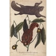 thumbnail image 1 of Flying Squirrel And Striped Squirrel, Glaucomysa Poster Print By ® Florilegius Mary Evans (18 X 24), 1 of 4