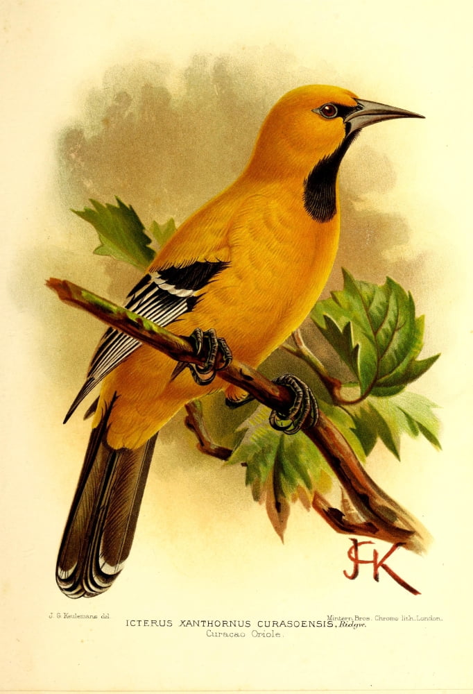 Flying Trip to the Tropics 1898 Curacao Oriole Canvas Art - JG Keulemans (24 x 36)