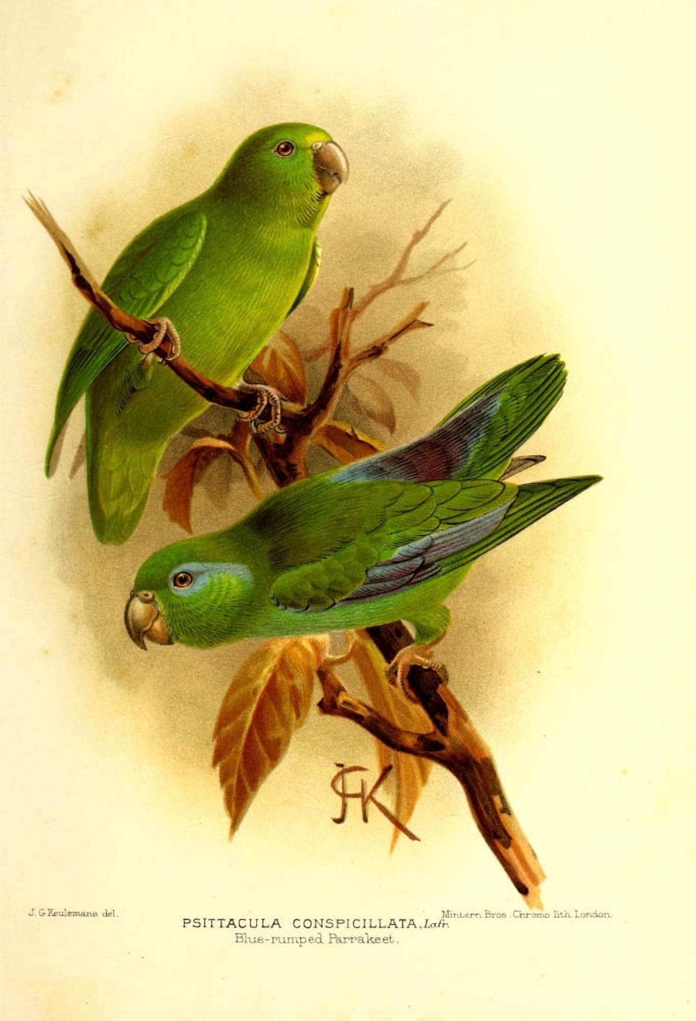Flying Trip to the Tropics 1898 Parakeet Canvas Art - JG Keulemans (18 x 24)