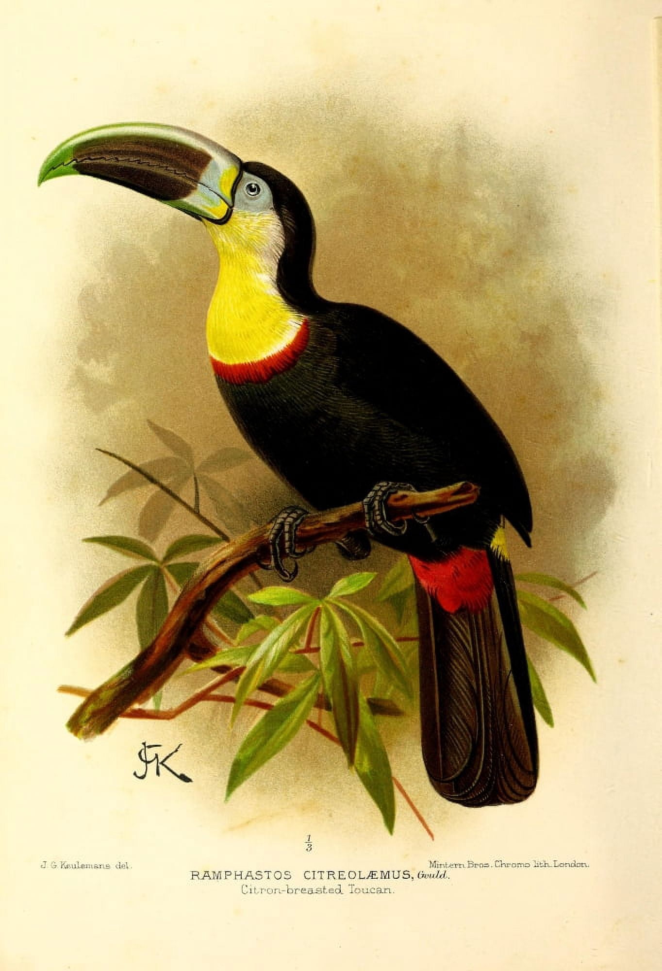 Flying Trip to the Tropics 1898 Toucan Canvas Art - JG Keulemans (24 x 36)