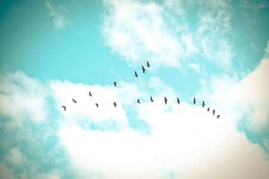 Flying V Canvas Art - Kelly Poynter (24X36)