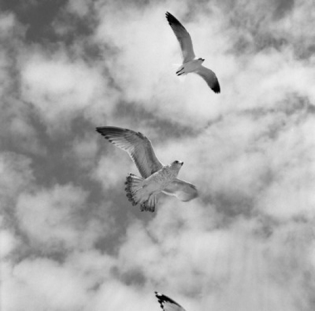 Flying birds against cloudy sky Canvas Art - (18 x 24)