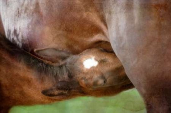 Foal Canvas Art - Roberta Murray (12 x 18)