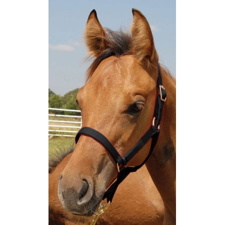 Jeffers Equine Nylon Foal Halter, Up to 200lbs – Heavy Duty 2 Ply Adjustable Design with 3/4" Webbing & Cast Hardware, Secure Fit for Stable Tack, Training, & Barn Use, Pairs with Blanket - Black