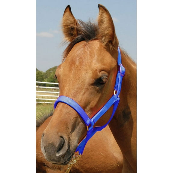 Jeffers Equine Nylon Foal Halter, Up to 200lbs – Heavy Duty 2 Ply Adjustable Design with Webbing & Cast Hardware, Secure Fit for Stable Tack, Training, & Barn Use, Pairs with Blanket - Royal Blue