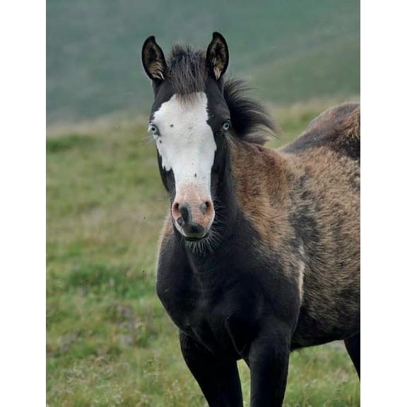 Foal Notebook Large Size 8.5 x 11 Ruled 150 Pages Softcover (Paperback)