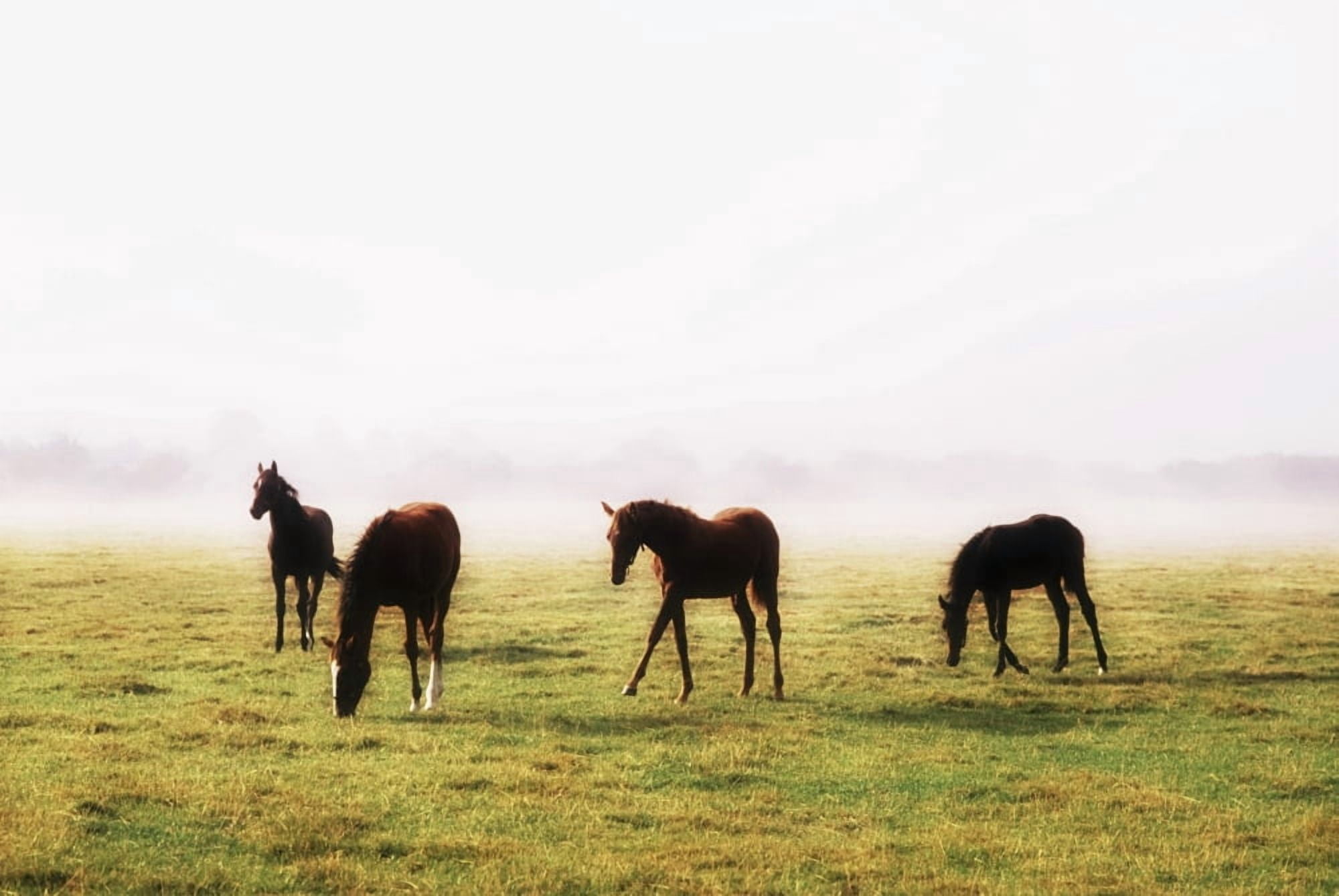Foals With A Mist Behind Them Thoroughbred Horses Canvas Art - The Irish Image Collection Design Pics (18 x 12)
