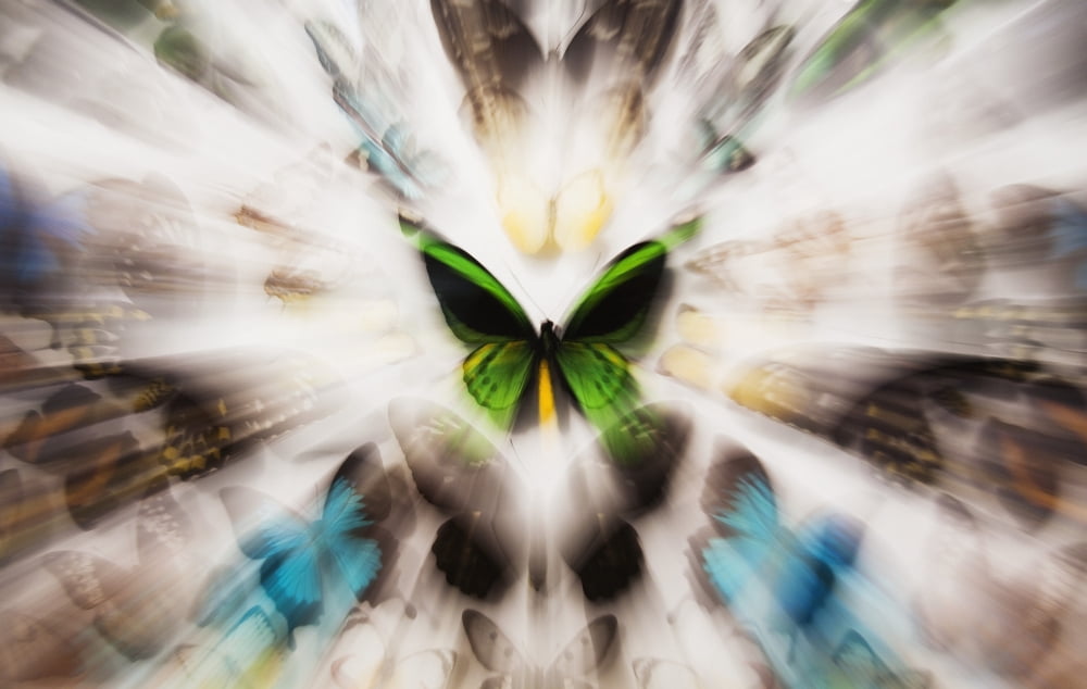 Focus On A Green Butterfly With Images Of Butterflies Surrounding It Canvas Art - Marcos Welsh  Design Pics (19 x 12)