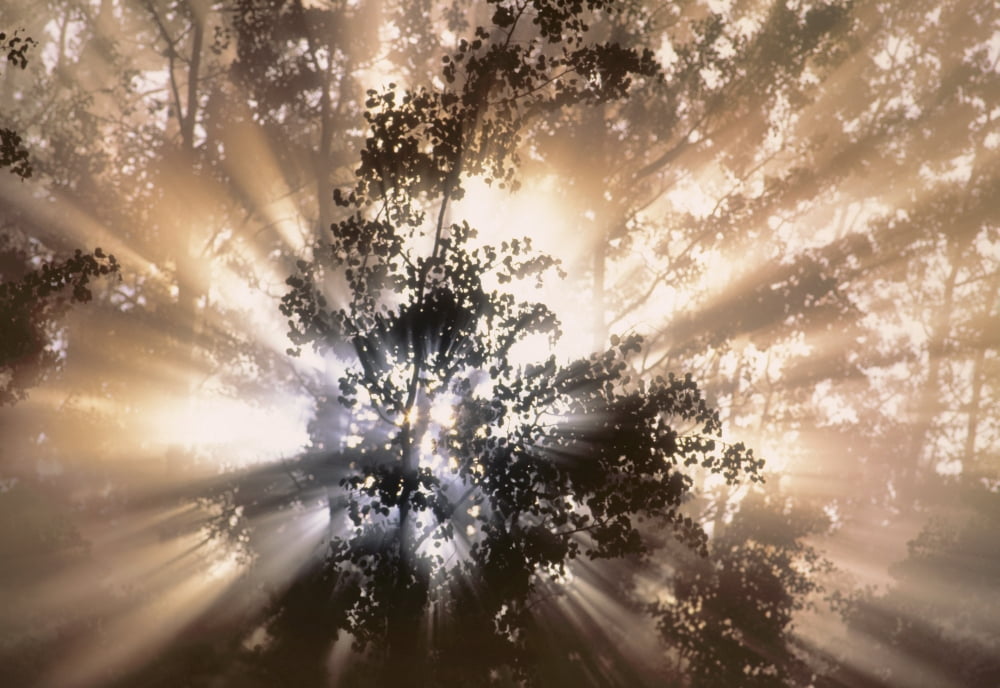 Fog And Light Beams In Aspen Forest Near Water Valley Alberta Canada Canvas Art - Darwin Wiggett Design Pics (32 x 22)