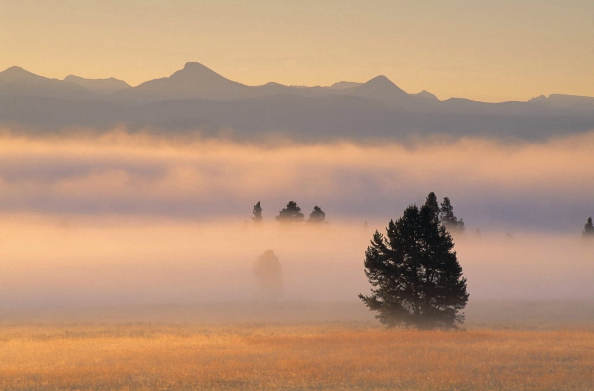 Fog At Sunrise Pelican Valley Yellowstone National Park Wyoming Usa Canvas Art - Natural Selection Robert Cable Design Pics (18 x 12)