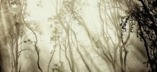Fog Canvas Art - Jorge Feteira (24 x 48)