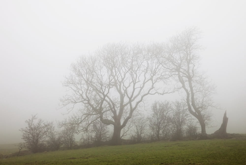 Fog Over A Field And Trees Northumberland England Canvas Art - John Short Design Pics (36 x 24)