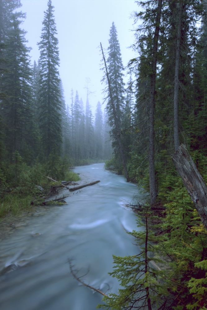 Fog Over The Emerald River Yoho National Park British Columbia Canvas Art - Dan Jurak Design Pics (11 x 17)