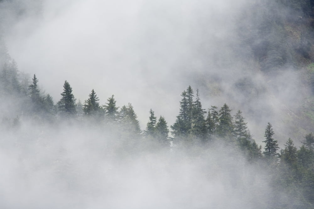 Fog Rises Among The Trees On Fox Island Kenai Fjords Summer Kenai Peninsula Alaska Canvas Art - John Delapp  Design Pics (34 x 22)