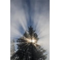 thumbnail image 1 of Fog & Sunlight Make A Sunburst in A Tree - Astoria Oregon United States of America Poster Print - 12 x 19 in., 1 of 1