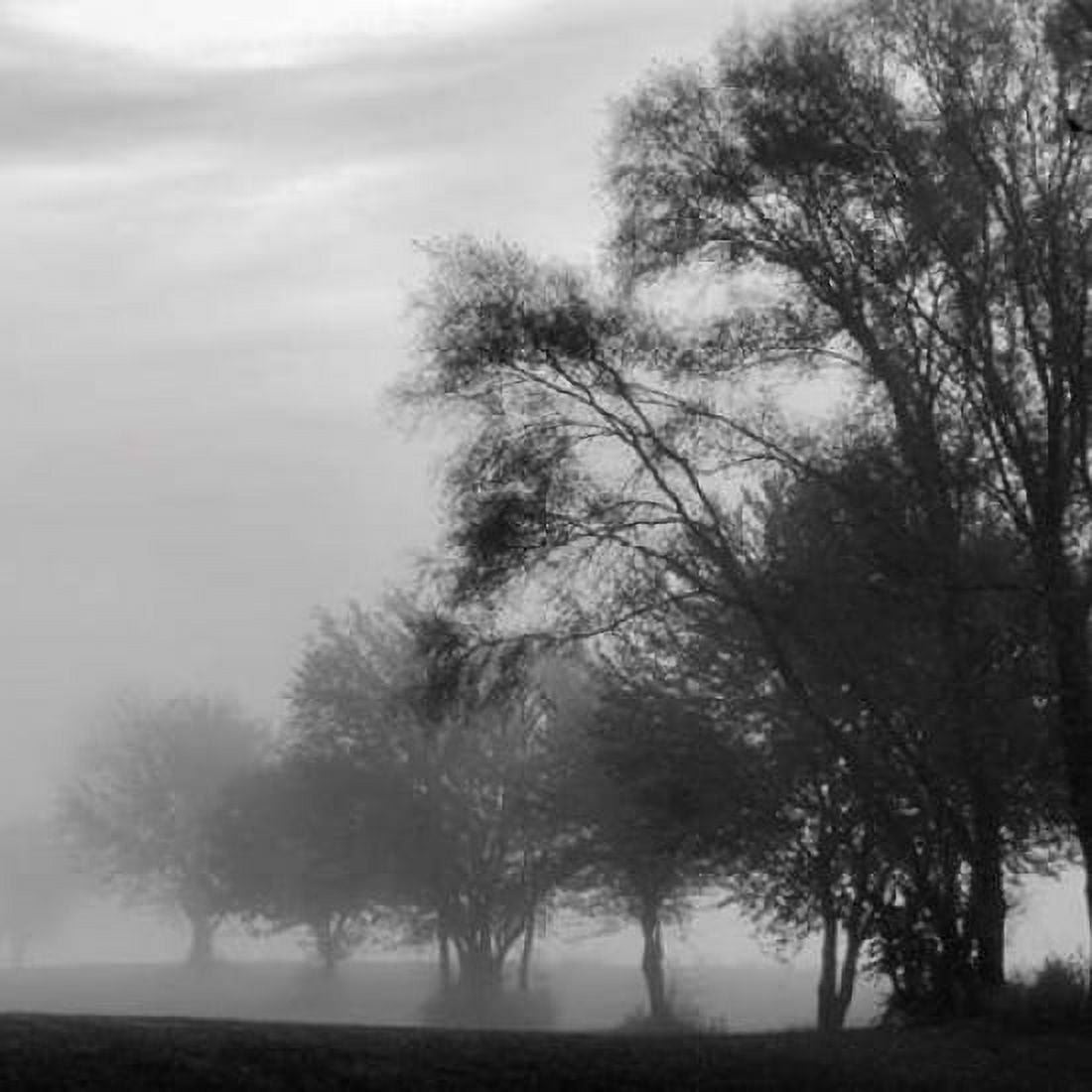 Fog Through the Trees II Canvas Art - Denise Romita (24 x 24)